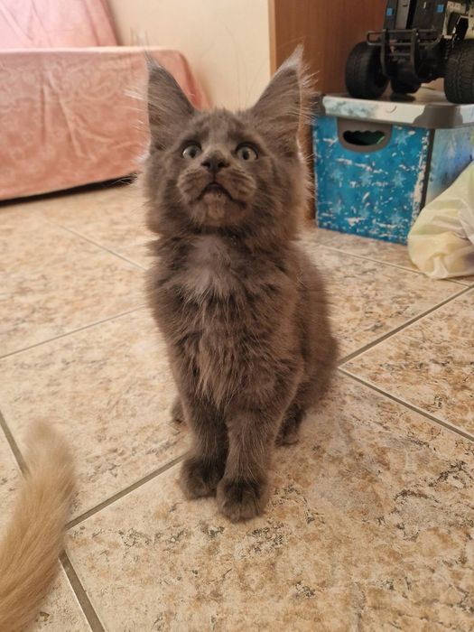 Котенца Мейн Куун