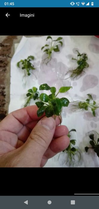 planta acvariu pesti Cabomba,Moss,,anubias..