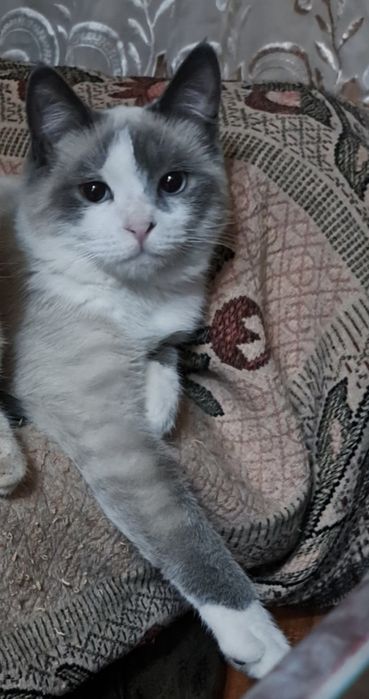 Породистый Котик