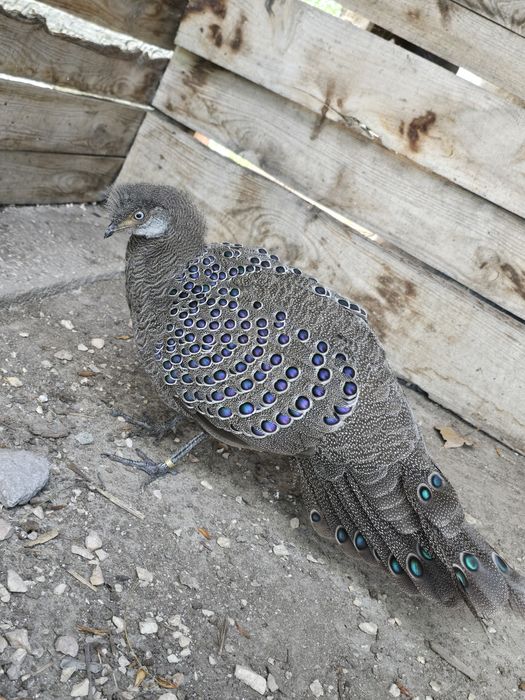 Паунови,  Фазани