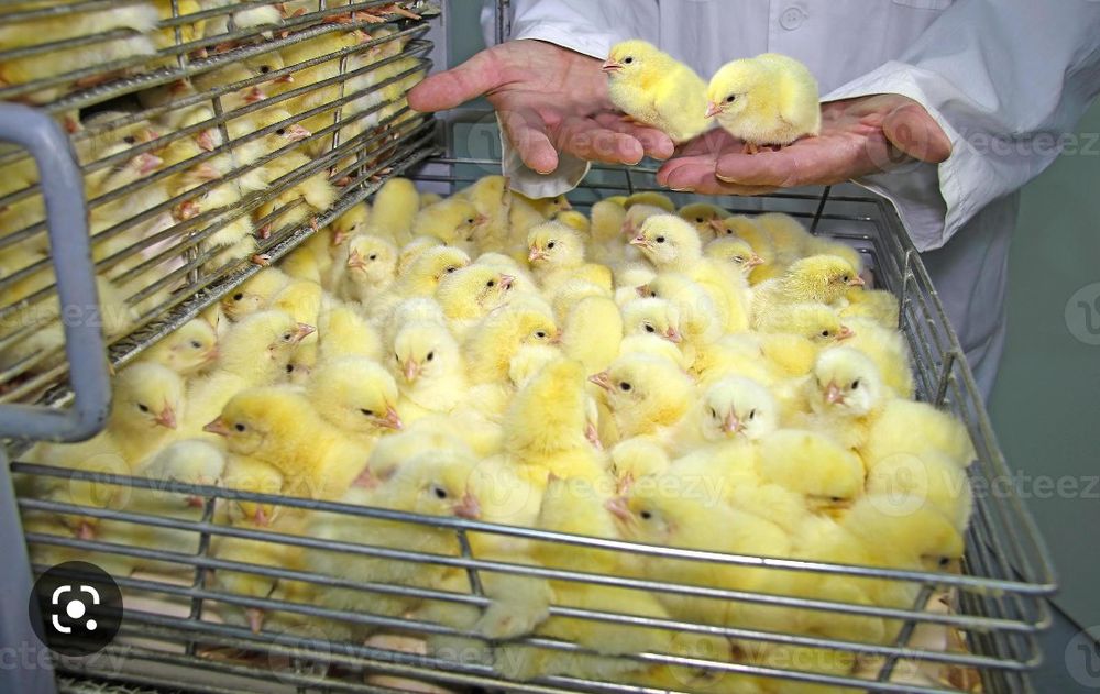 İnkubator eng ishonchli va samarali