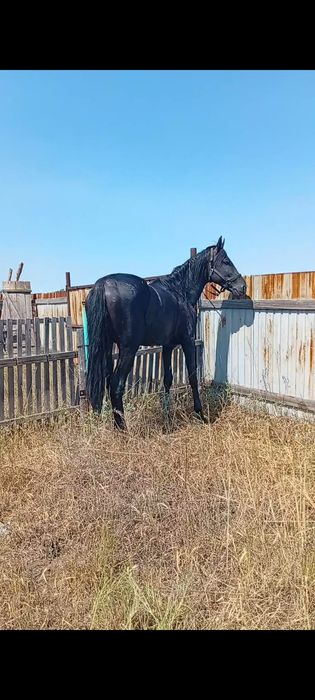 Продам КАРАЧЕВСКОГО ЖЕРЕБЦА!держит косяк.