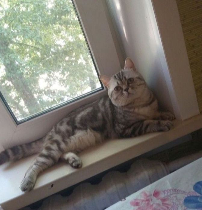 Вязка кота скоттиш страйт