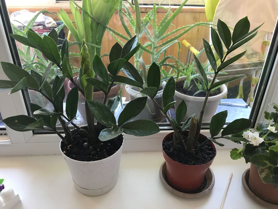 Продам Замиокулькас Долларовое Дерево