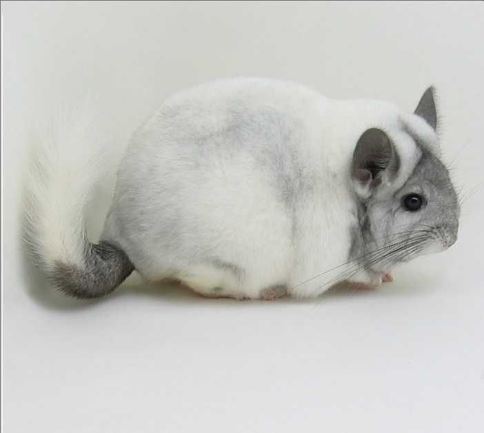 Продава Мини зайчета, Морски свинчета, Хамстери, Дегу, Мишки, Таралеж