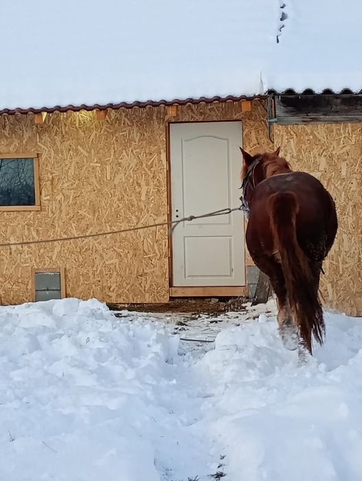 Manz un an jumate de vânzare