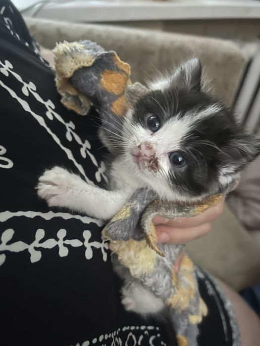 Отдаю котенка в добрые руки