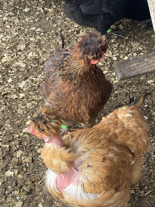 Oua incubat gaini de rasa