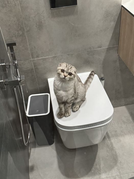 кот скотиш фолд 1 год