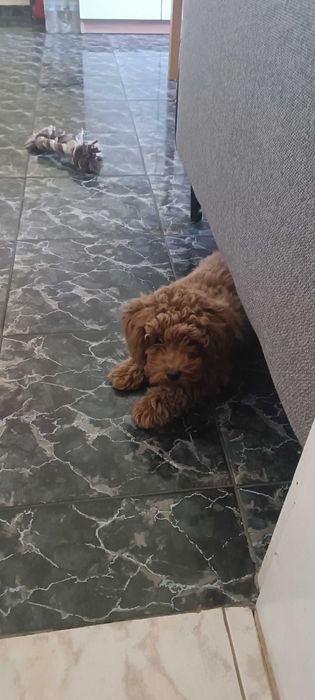 Пудел той момиче