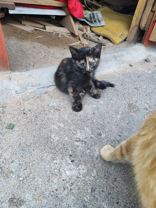 Отдам котят в хорошие руки