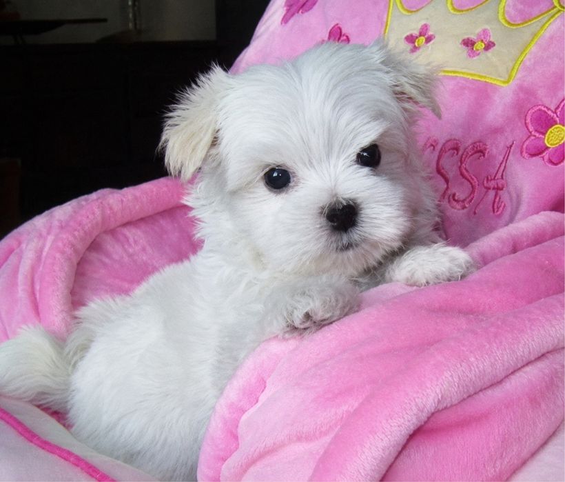 Bichon maltez mini toy