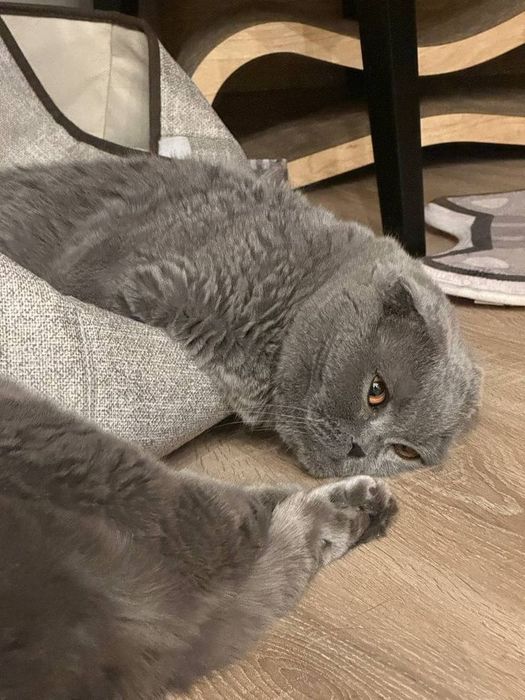Продается шотландская вислоухая кошка