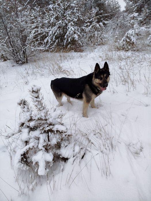 Вязка ВЕО кабель