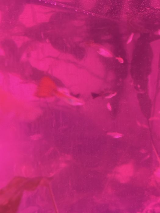 Продам гуппи  продам