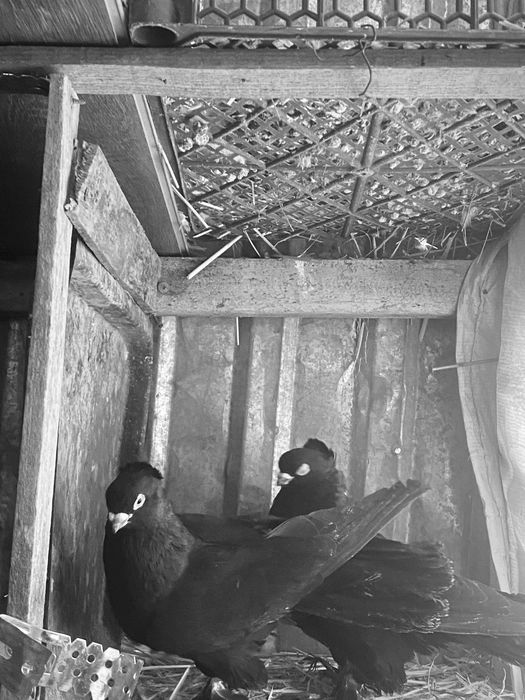 Жук голуби пара