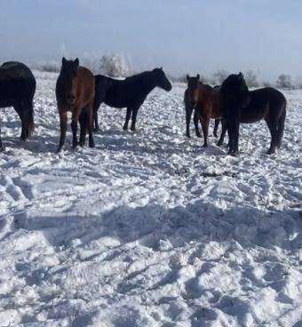 Сельхозживотные  животные, жеребята