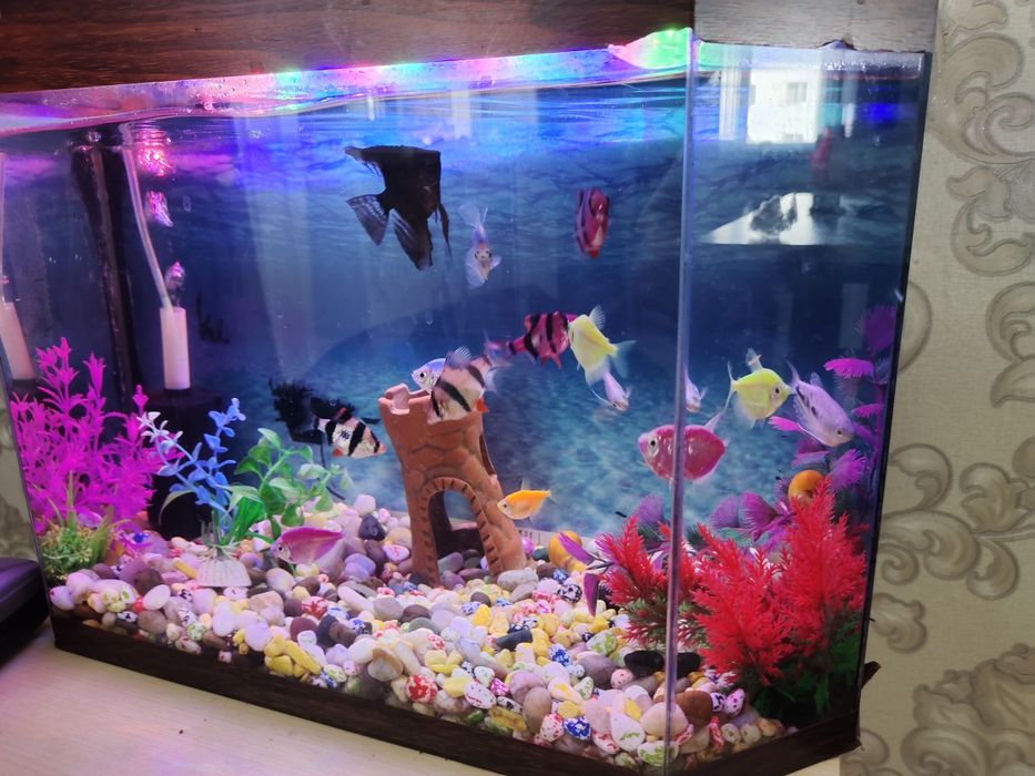 Аквариум с рыбками
