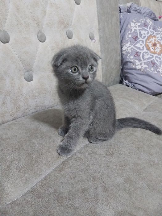 Продаются котята