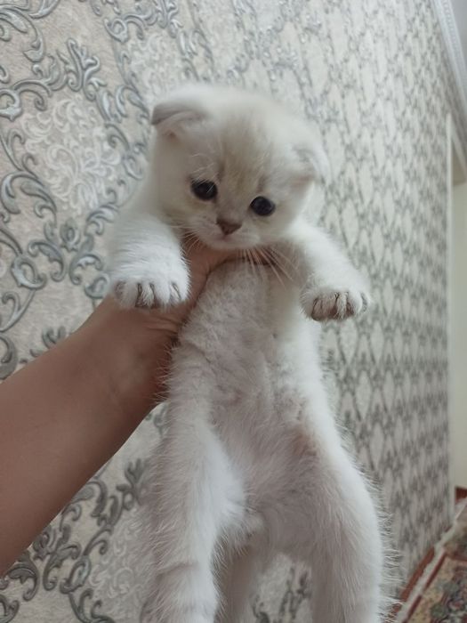 скоттиш фолд серебристый шиншилла