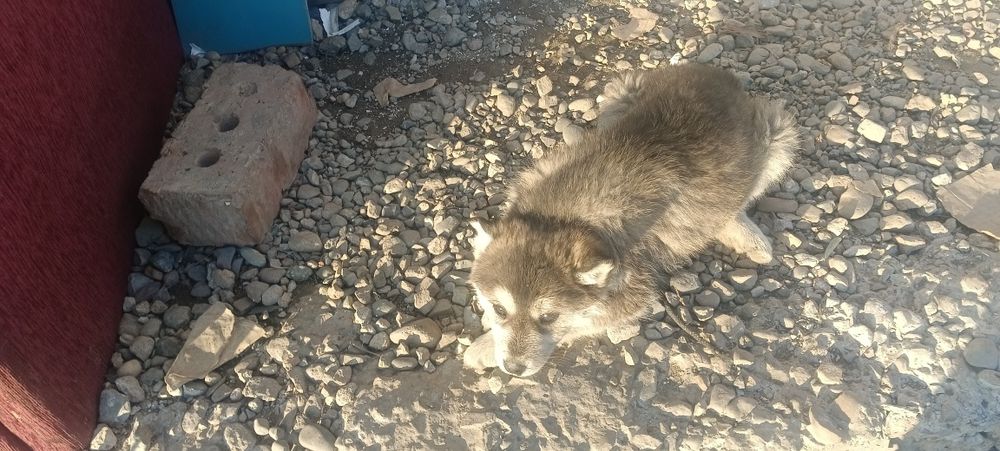 Отдам щенков бесплатно