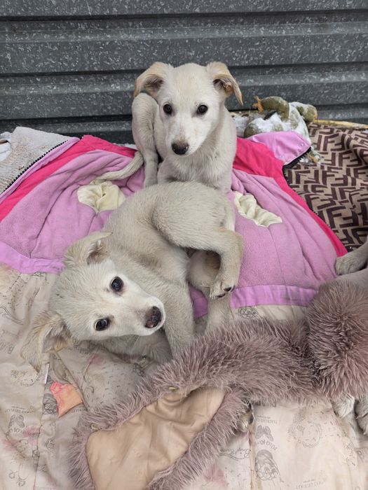 Самая сладкая девочка Джесика   2 месяца