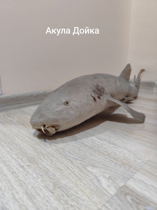 Антикварни чайници, препарирани акули