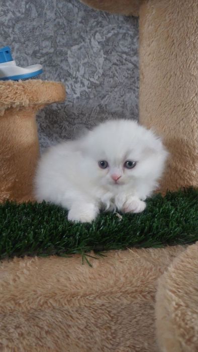 Продаются котята