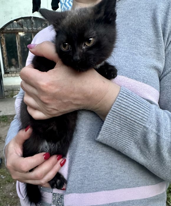 Котенок! Месяца 2-3