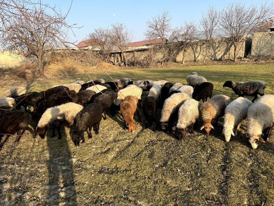 bug'oz quylar sotiladi