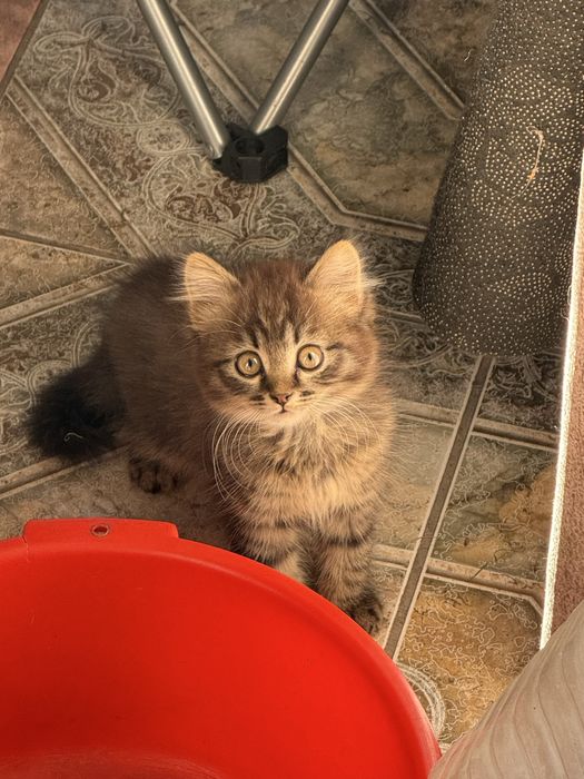 Котята в хорошие руки