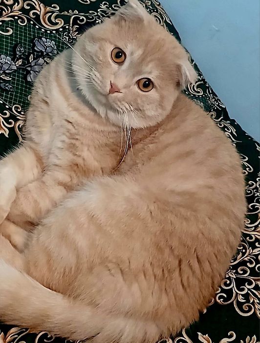 Британский мушук сотилади. Зоти тоза.