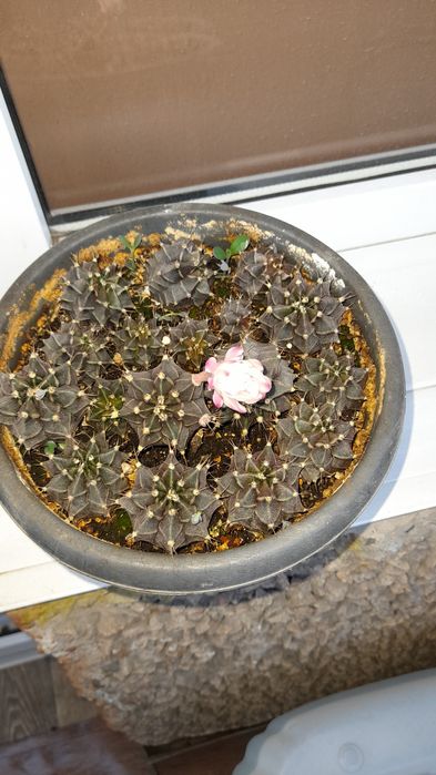 Кактусы  продам цветущие детки