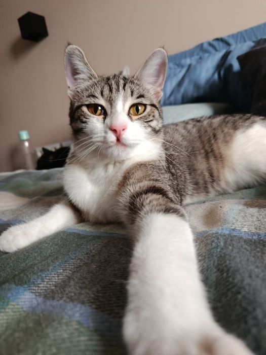 Кошечка с апельсиновыми глазами ищет дом