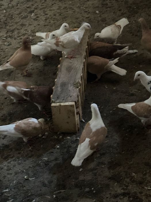 Porumbei liști 40 lei