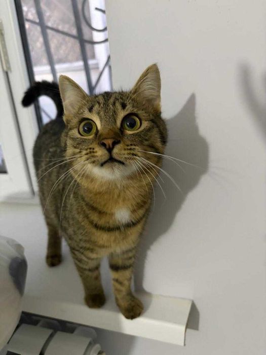 Кастрированный домашний котик