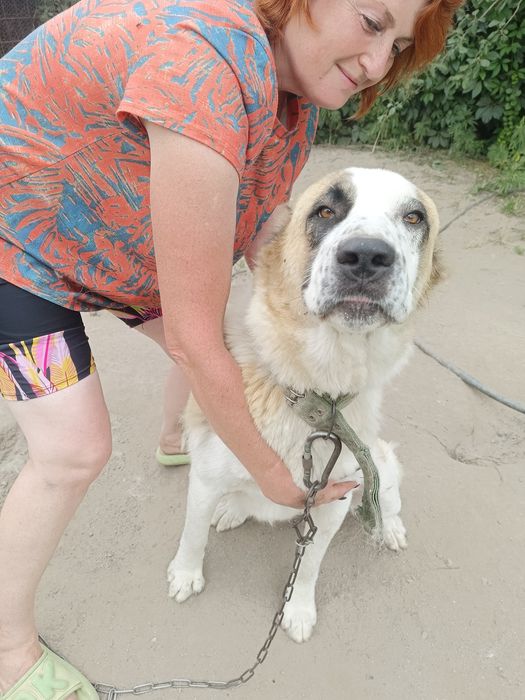 Отдам собаку в добрые руки