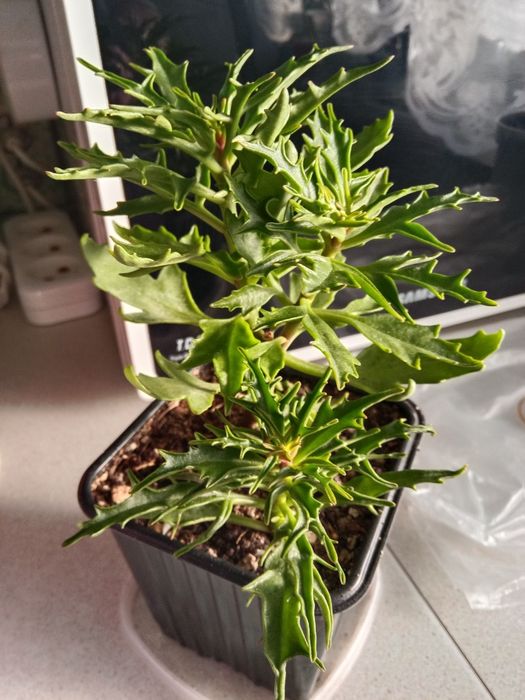 Каланхоэ или оленьи рожки