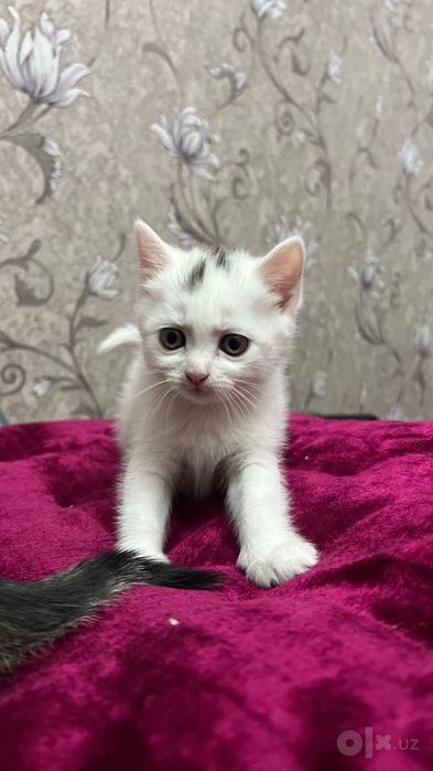 Продаются котята скоттиш страйт