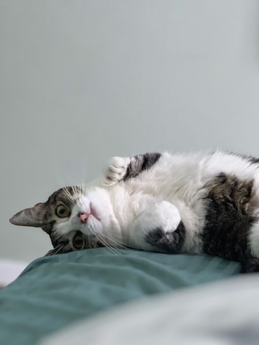 Кошечка ищет новую семью