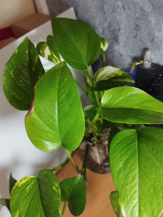 Продам комнатные растения