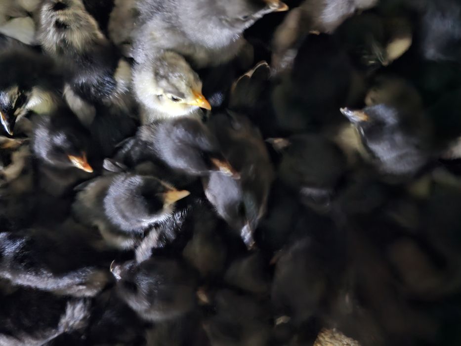 Продаются недельные цыплята