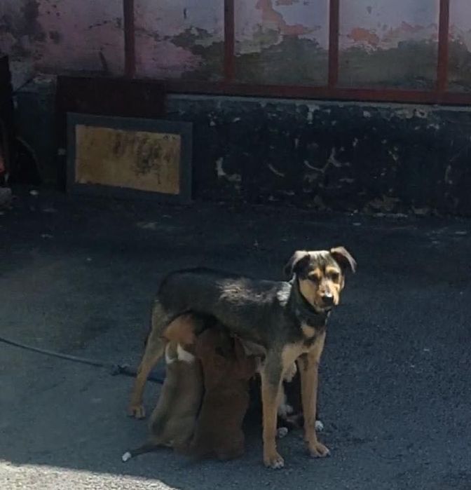 Щенков дворняжки