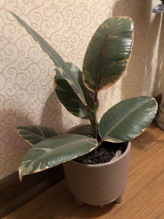 Фикус Белиз королевский