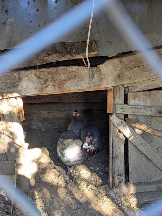 Rațe,bibilici,găini și gâște de vânzare