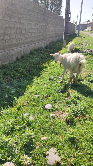 Jomboy tumanida Zotli echki sotiladi