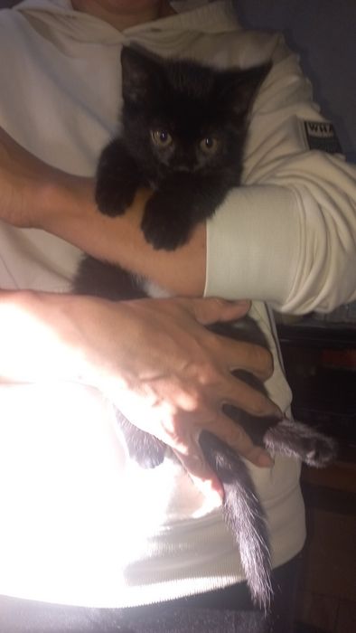 Котята в хорошие руки
