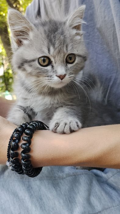 Котенок мальчик 1 месяц