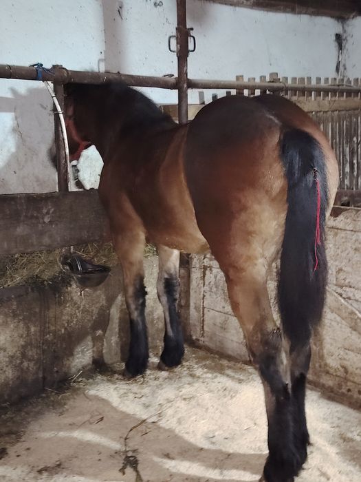 Mânză disponibilă