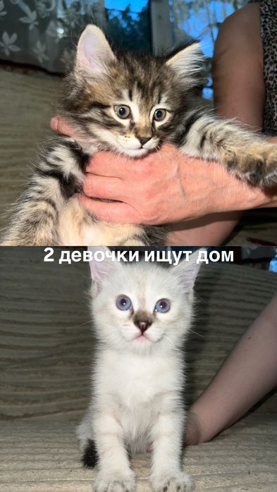 котята дворовые в добрые руки